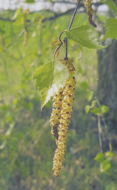 allergy tree allergy tree